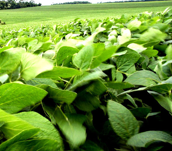 Argentina doesn’t find alternative biodiesel markets after EU restriction